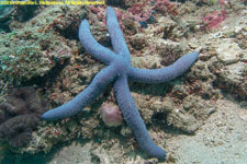 sea star